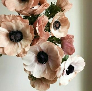 Florals Inspo 
via @castellargranados
.

#florals #floraltrends #pinkfloral #weddingflowers #weddingflorist #floralarrangement #floraldecor #weddingbouquet #floraldesign #weddingstyling #weddingtrends #weddingdecor